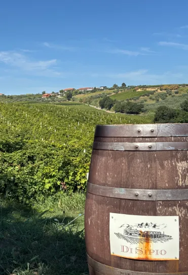 Primo piano Botte Di Sipio in vigneto